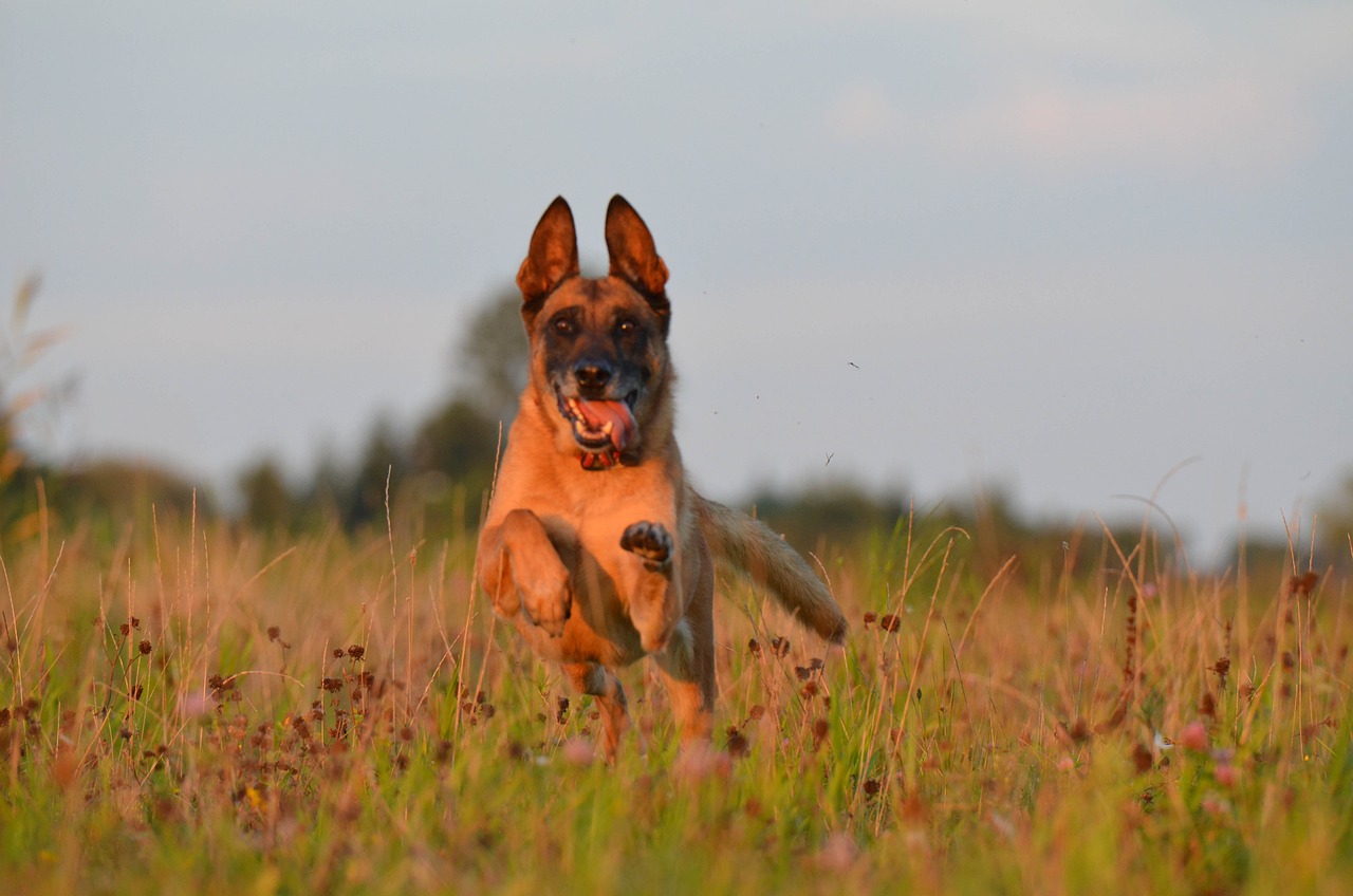 Pastor Malinois1